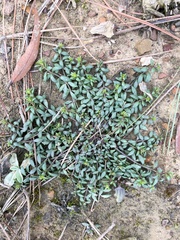 Nuttallanthus canadensis