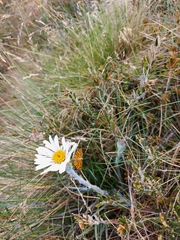 Chrysolarentia