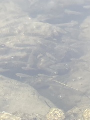 Cyprinodon variegatus