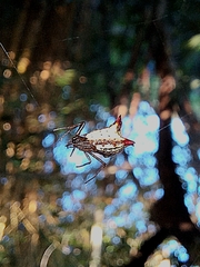Micrathena plana
