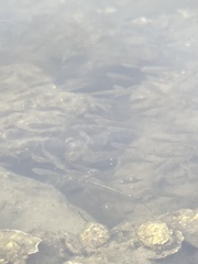 Cyprinodon variegatus