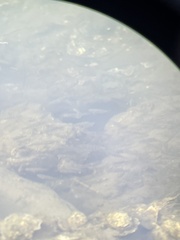 Cyprinodon variegatus