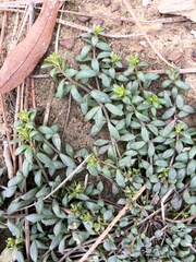 Nuttallanthus canadensis