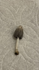 Coprinopsis