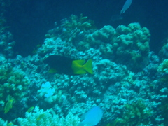 Siganus uspi