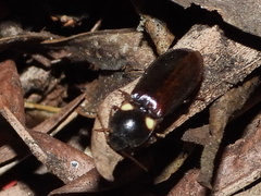Phanophorus perspicax
