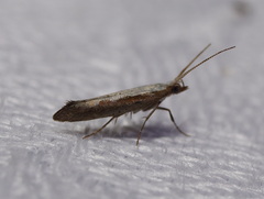 Plutella xylostella-australiana