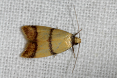 Heteroteucha translatella
