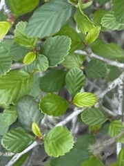 Cercocarpus minutiflorus