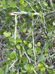 Cercocarpus minutiflorus
