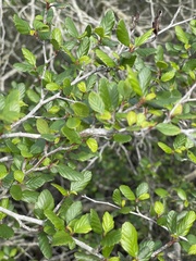 Cercocarpus minutiflorus