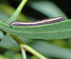 Epidesmia hypenaria