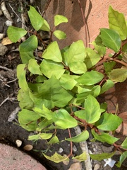 Ribes viburnifolium