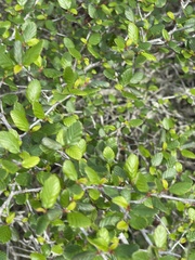 Cercocarpus minutiflorus