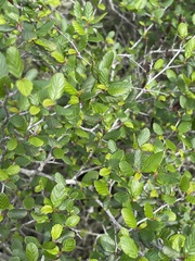 Cercocarpus minutiflorus