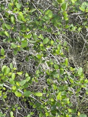 Cercocarpus minutiflorus