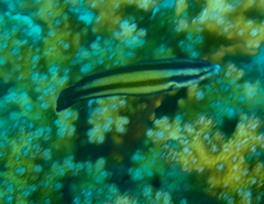 Labropsis australis