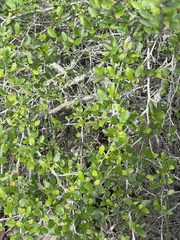 Cercocarpus minutiflorus