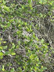 Cercocarpus minutiflorus