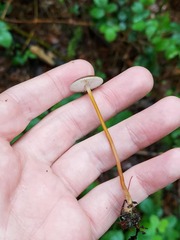 Strobilurus tenacellus