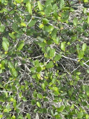 Cercocarpus minutiflorus