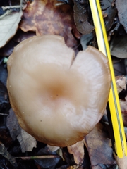 Pseudolaccaria pachyphylla