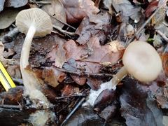 Pseudolaccaria pachyphylla