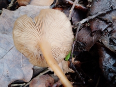 Pseudolaccaria pachyphylla