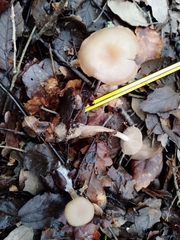 Pseudolaccaria pachyphylla