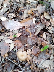 Pseudolaccaria pachyphylla