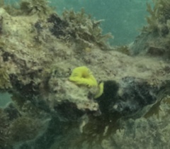 Notaulax occidentalis