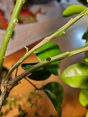 Adalia bipunctata