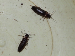 Phanophorus perspicax