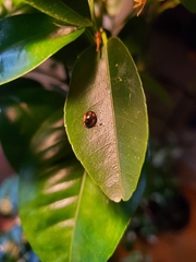 Adalia bipunctata