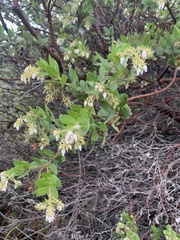 Arctostaphylos montaraensis