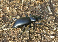 Coelocnemis
