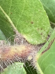 Arctostaphylos montaraensis