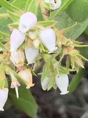 Arctostaphylos montaraensis
