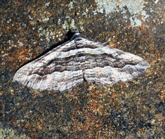 Chrysolarentia severata