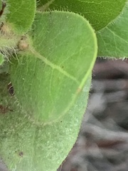 Arctostaphylos montaraensis
