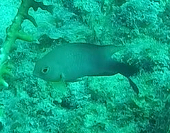 Stegastes partitus
