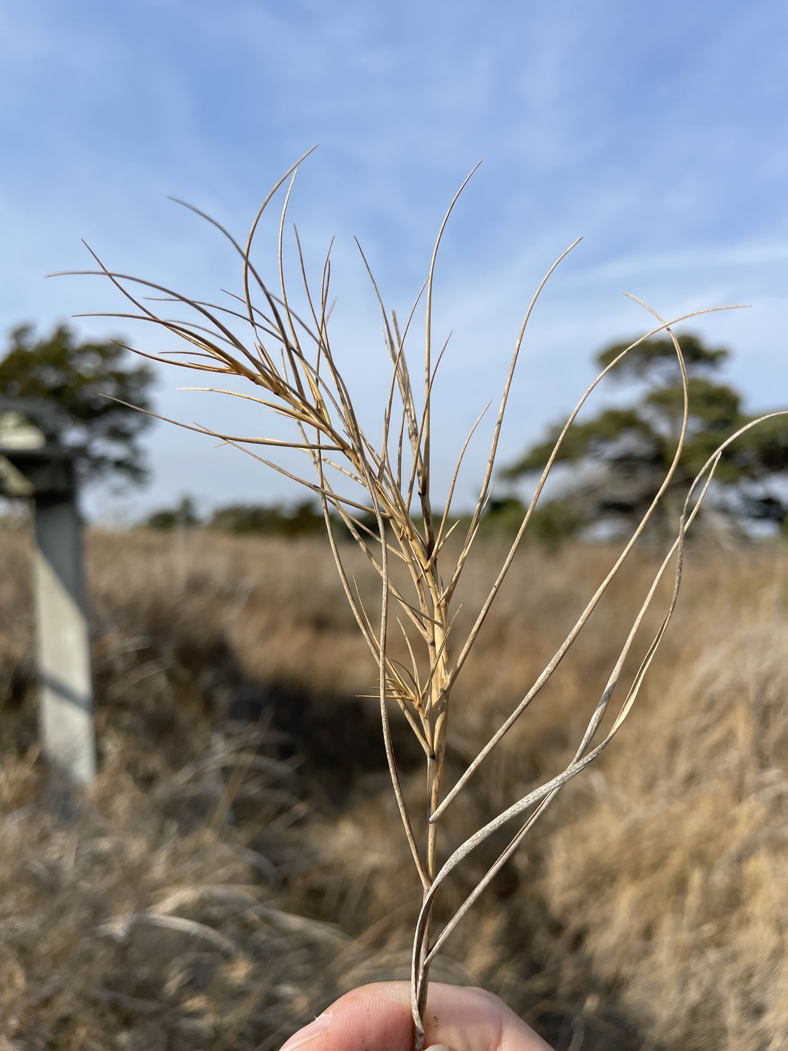 Distichlis spicata (L.) Greene