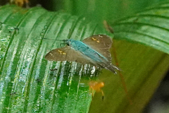 Ectomis auginus