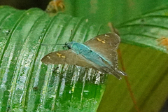 Ectomis auginus