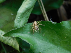 Cytaea