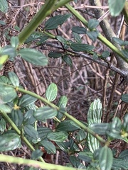 Ceanothus thyrsiflorus