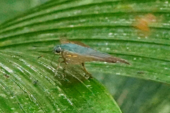 Ectomis auginus