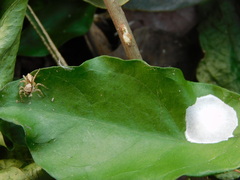 Cytaea