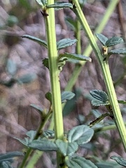 Ceanothus thyrsiflorus