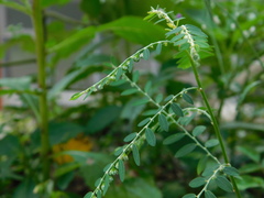 Phyllanthus amarus
